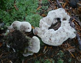 Starkriechender Duftstacheling, Foto 2