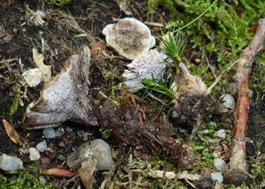 Starkriechender Duftstacheling, Foto 3