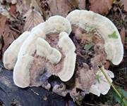 Starkriechender Duftstacheling, Foto 13