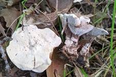 Starkriechender Duftstacheling, Foto 16