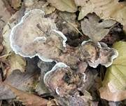 Starkriechender Duftstacheling, Foto 17