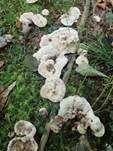 Starkriechender Duftstacheling, Foto 19