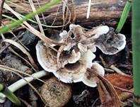 Starkriechender Duftstacheling, Foto 23