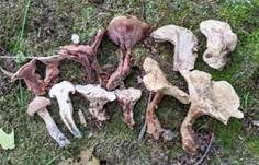Starkriechender Duftstacheling, Foto 24