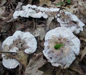 Starkriechender Duftstacheling, Foto 6