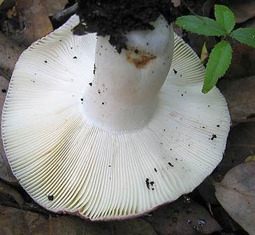 Starkriechender Heringstäubling, Foto 3