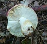 Starkriechender Heringstäubling, Foto 19