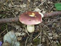 Starkriechender Heringstäubling, Foto 20