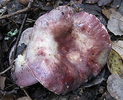 Starkriechender Heringstäubling, Foto 4