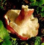 Starkriechender Heringstäubling, Foto 26