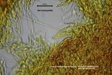 Starkriechender Heringstäubling, Foto 38