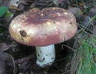 Starkriechender Heringstäubling, Foto 9