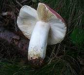 Starkriechender Heringstäubling, Foto 10