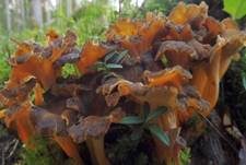 Starkriechender Trompetenpfifferling, Foto 18