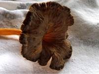 Starkriechender Trompetenpfifferling, Foto 24