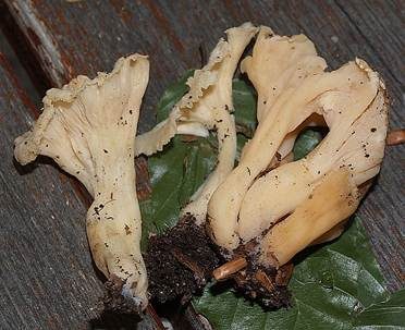 Starkriechender Trompetenpfifferling, Foto 5