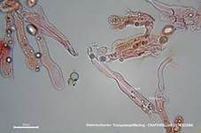 Starkriechender Trompetenpfifferling, Foto 38