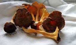 Starkriechender Trompetenpfifferling, Foto 11