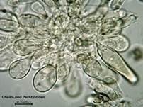 Starrstieliger Risspilz, Foto 9