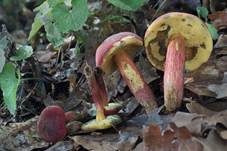 Blutroter Röhrling, Foto 22