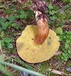 Blutroter Röhrling, Foto 24