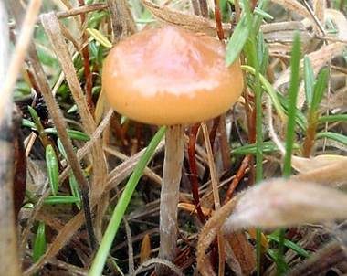 Stattlicher Kahlkopf, Foto 2