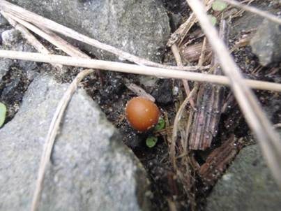 Stattlicher Kahlkopf, Foto 5