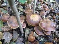 Stattlicher Kahlkopf, Foto 7