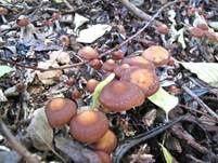 Stattlicher Kahlkopf, Foto 8