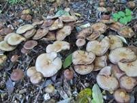 Stattlicher Kahlkopf, Foto 9