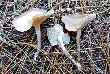 Staubfüßiger Trichterling, Foto 4