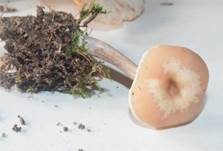 Staubfüßiger Trichterling, Foto 6