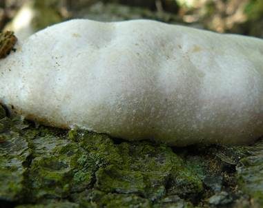 Stäublings-Schleimpilz, Foto 3