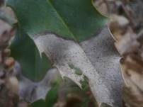 Stechpalmen-Deckelbecherchen, Foto 6