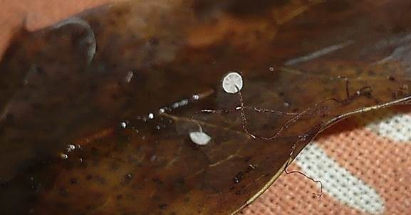 Stechpalmenschwindling, Foto 2