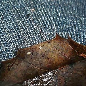 Stechpalmenschwindling, Foto 3