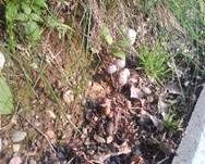 Steifstieliger Tintling, Foto 6