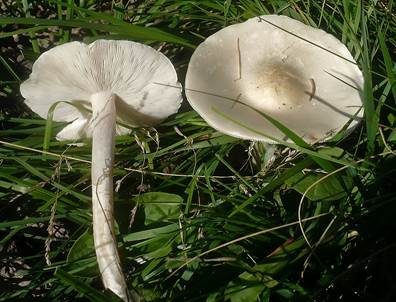 Steifstieliger Weichritterling, Foto 2