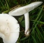 Steifstieliger Weichritterling, Foto 8