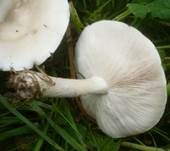 Steifstieliger Weichritterling, Foto 9