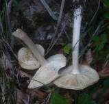 Steifstieliger Weichritterling, Foto 11