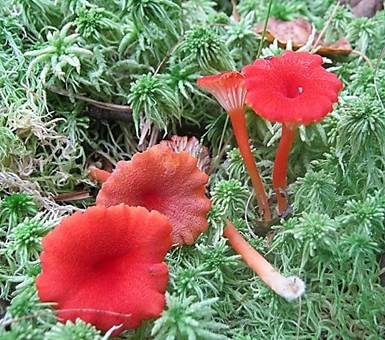 Blutroter Saftling, Foto 2