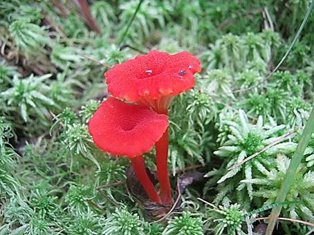 Blutroter Saftling, Foto 4