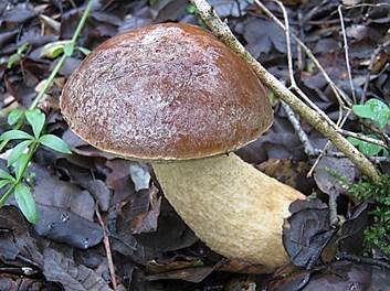 Steineichenraufuß, Foto 2