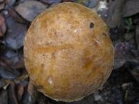 Steineichenraufuß, Foto 12