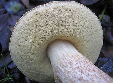 Steineichenraufuß, Foto 4
