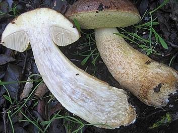 Steineichenraufuß, Foto 5