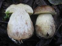 Steineichenraufuß, Foto 7