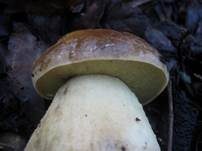 Steineichenraufuß, Foto 8