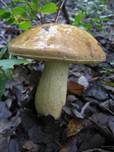 Steineichenraufuß, Foto 10